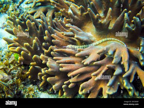  Needle Sponge 閃爍的針刺奇蹟：揭開海底針狀珊瑚的秘密！