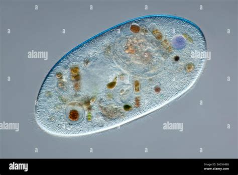   Zoochlorellae： 一種擁有奇幻綠色魔法的單細胞生物！