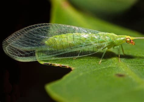   neuroptera 牠們的翅膀像蕾絲一樣美麗，同時也擁有著令人驚嘆的掠食本能！