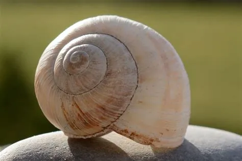   umbrella Snail: 牠們的螺旋型殼是自然界的奇蹟，同時也是一種令人驚嘆的防禦機制！