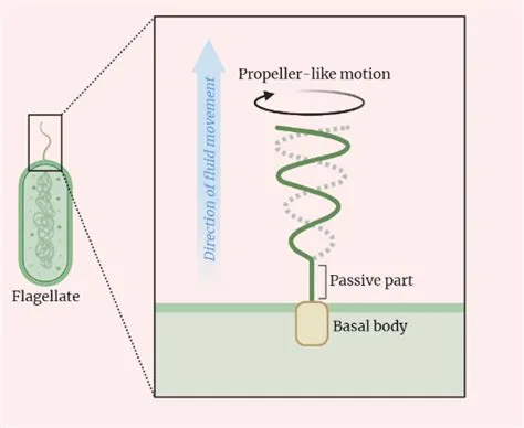  Urotrichus 獨特的鞭毛運動讓牠們在水中自由舞蹈！