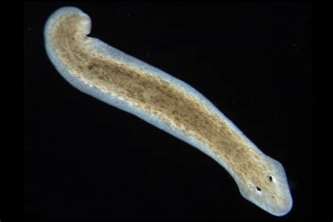  Viviparous Flatworms：These Amazingly Adaptable Creatures Can Reproduce Without Mating!