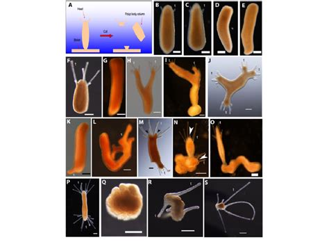  YAML polyps，這些奇異的生物有著驚人的再生能力！